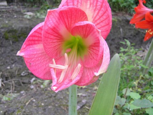 pink impression 1.jpg